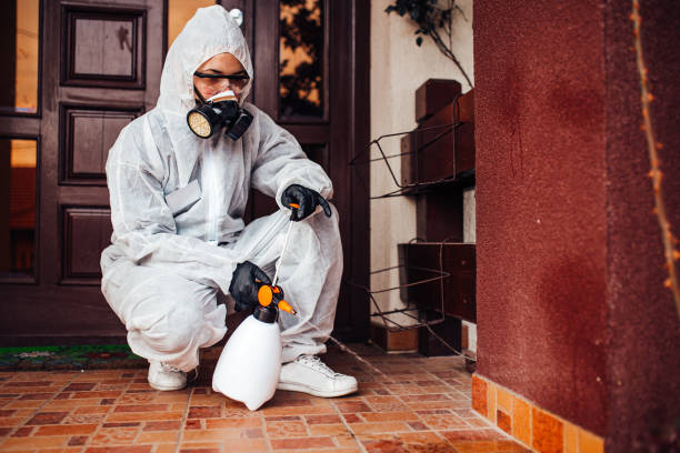 Reliable Wasp Removal contractor in Leadville North, CO by Show Me Pest Control